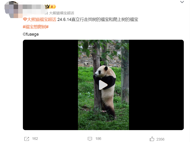 福宝想爬树却未能遂愿，惹得网友心疼不已