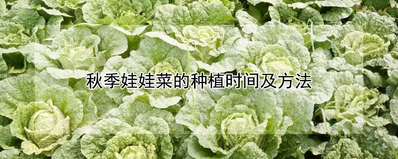 秋季娃娃菜的种植时间及方法