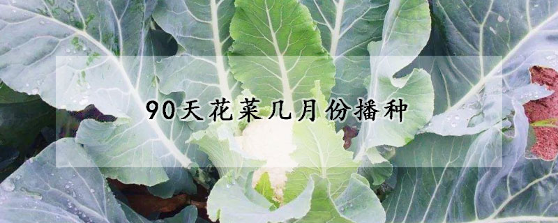 90天花菜几月份播种