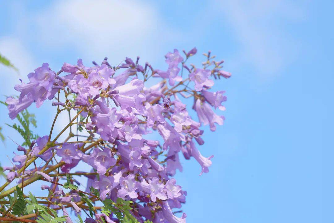 电控硅油风扇工作原理_电控硅油风扇工作原理_电控硅油风扇工作原理