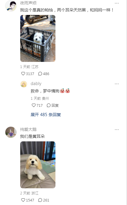 养到帕恰狗本狗了，妈耶好小好可爱好像玩偶！