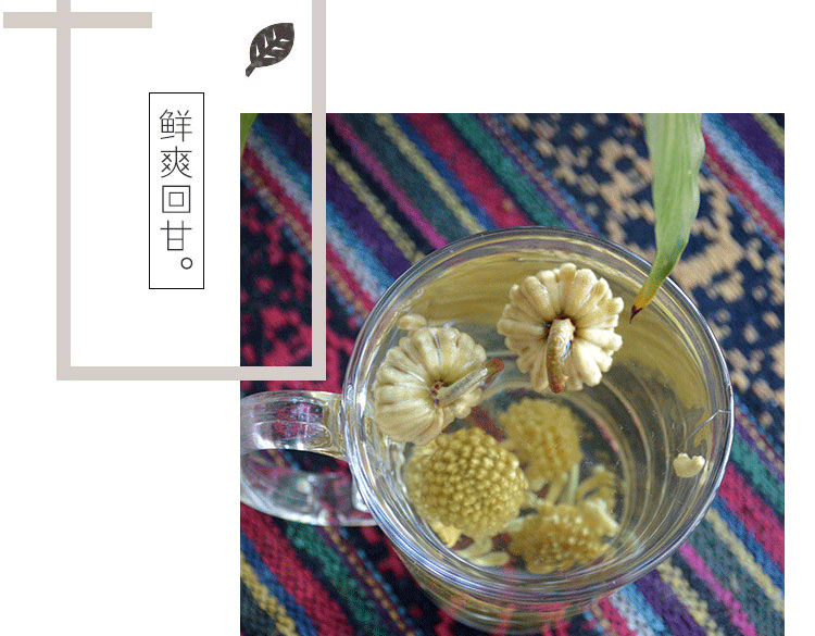 紫一商城绿萝花