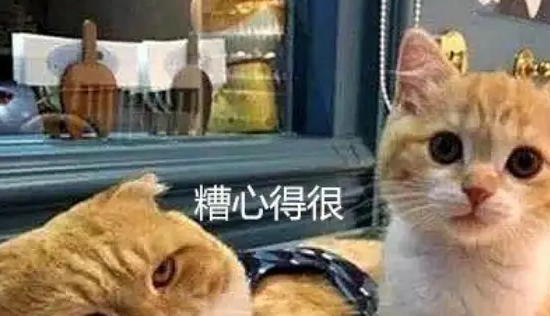 胖橘猫生了几只宝宝，唯独这只小奶猫不被待见，原因让人笑喷