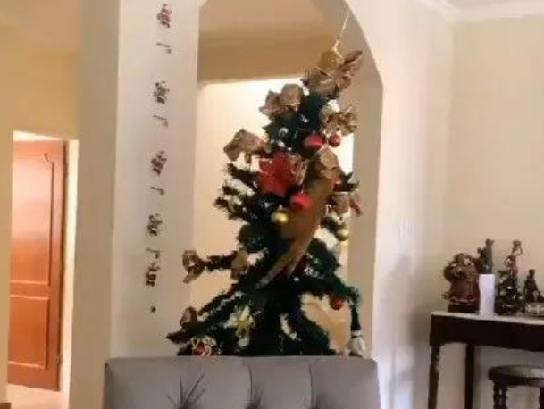 惨遭迫害的圣诞树，引网友传经验，原来猫和圣诞树竟能共存...