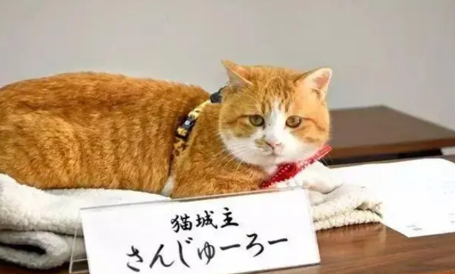  为了一只橘猫去看一座天空之城，运气好的时候可以看到云海