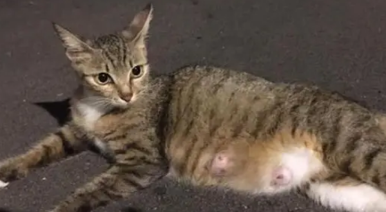 路上遇到一只孕猫，收编后肚子却突然“缩水”，医生：假性怀孕。