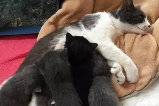流浪猫被女子带回家，只因它脚趾头挺多，2小时后就生了6只小猫