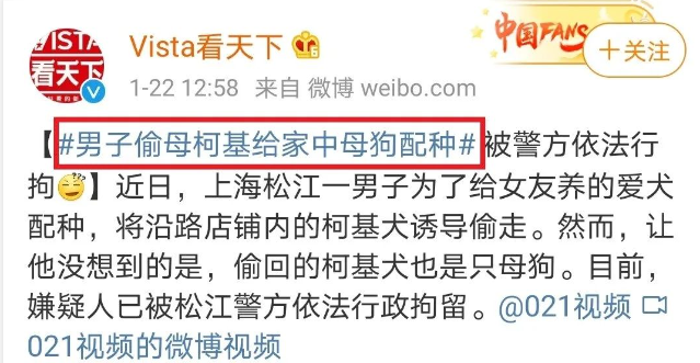 男子偷柯基给母狗配种，可沙雕的是：两只都是母狗……