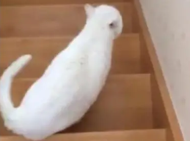 主人下楼梯不小心摔倒，猫咪从那以后都要走在前面，看着主人下楼