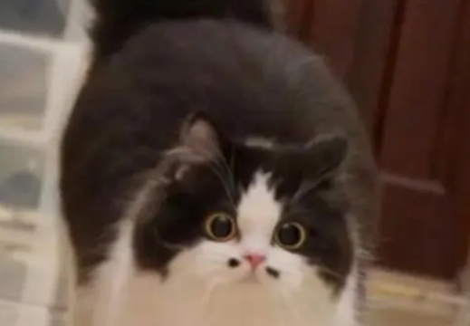 猫咪嘴边有两颗“痣”，网友看了直呼：好想给自家猫也点两个
