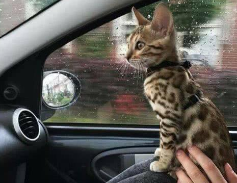 网友捡回一只流浪猫，两月后生了六只稀有小奶猫，一只竟能卖上万