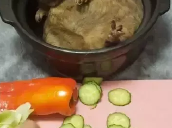 宠主把龙猫放在砂锅里，龙猫以为自己要被炖了