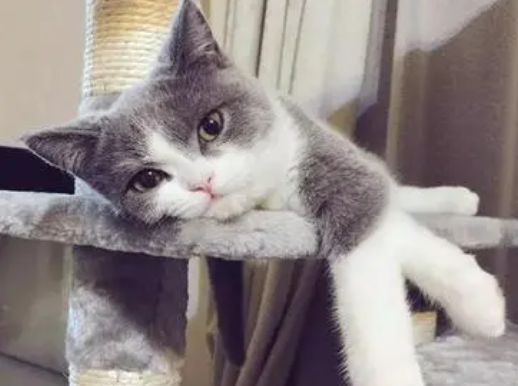 看到猫咪睡觉，男子忍不住去撸，猫咪的反应让人哭笑不得！