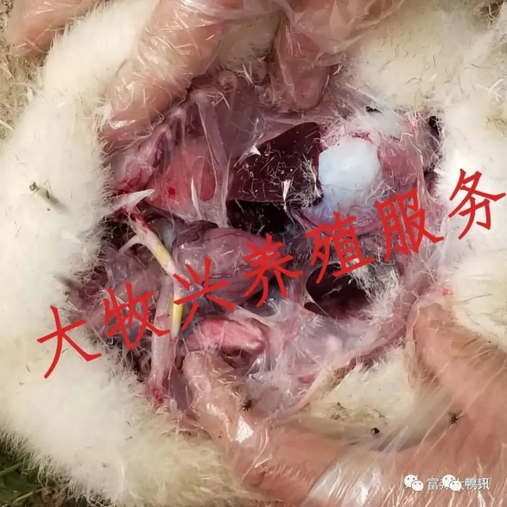 急性盲肠炎吃什么药好_急性盲肠炎怎么缓解_急性盲肠炎鸭子盲肠炎解剖图片