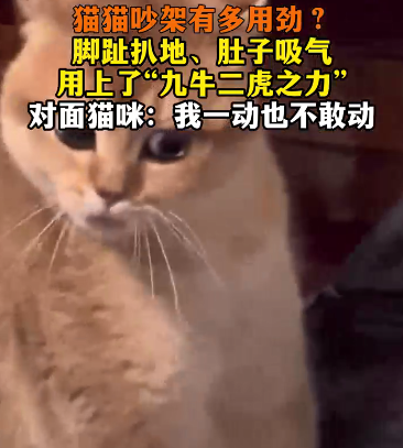 猫猫吵架有多用劲？可以说是使上了“九牛二虎之力”！