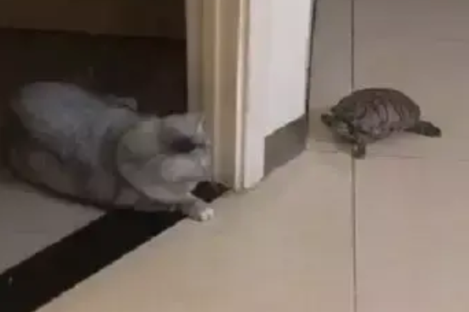 小猫咪和乌龟捉迷藏，当猫以为自己被发现时，下一秒的反应太逗了