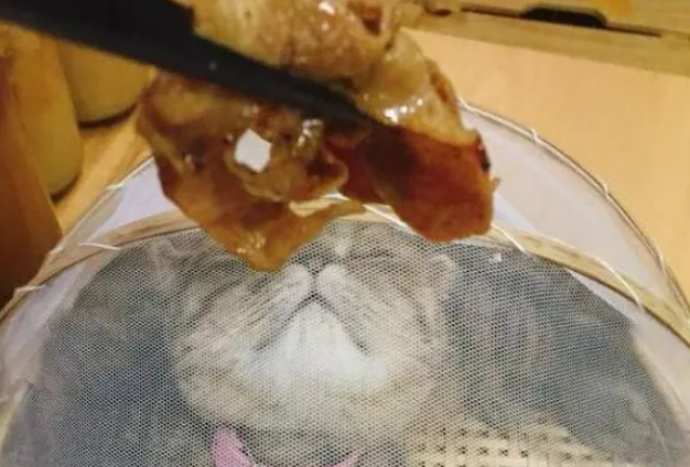猫偷吃被发现，主人居然想出了这种方式惩罚它，简直惨无猫道！