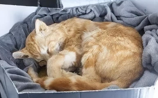 猫咪意外离世，主人不舍把猫咪做成标本：“它像睡着了！”