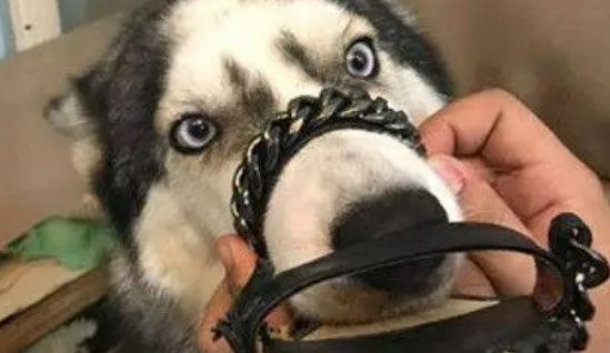 哈士奇闯祸，主人一怒之下竟然这样惩罚它
