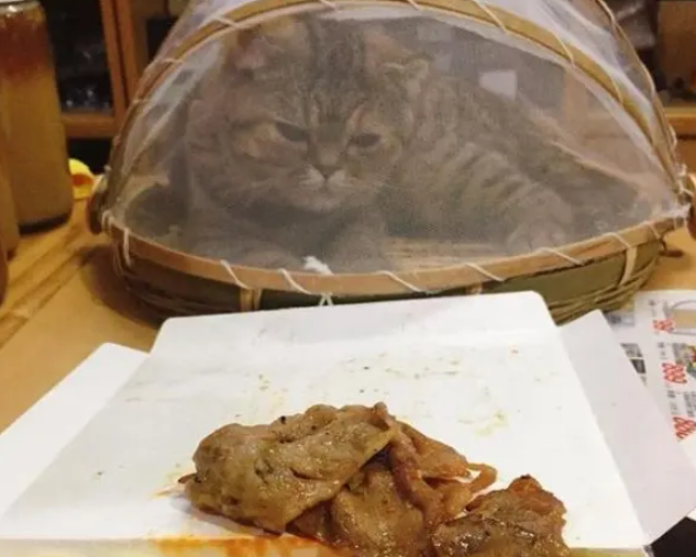 猫偷吃被发现，主人居然想出了这种方式惩罚它，简直惨无猫道！