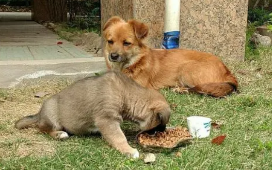 流浪狗处置不当问题频出，犬只管理更要坚持