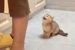 小奶猫朝主人喵喵叫，主人无动于衷，只好主动出击：我自己也能行