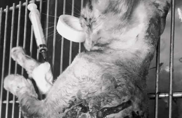 接诊一只满身都是苍蝇的猫猫后，这位医生辞职了！