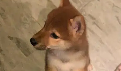 瞒着小柴犬偷吃烧烤，回家后被柴犬发现，撕心裂肺的样子笑坏网友