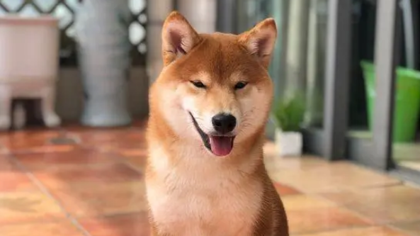 不知不觉柴犬已经从当初的小狗变这么大了，真可爱！