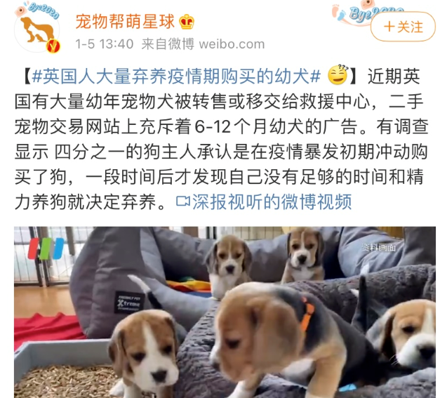 果然被猜中了！疫情期间购买的幼犬，被大量遗弃...