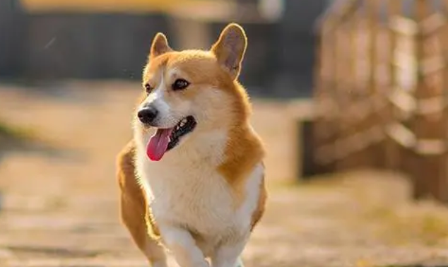 女童被狗咬伤让人揪心！狂犬病病死率近100%，关于狂犬病,这些你要知道