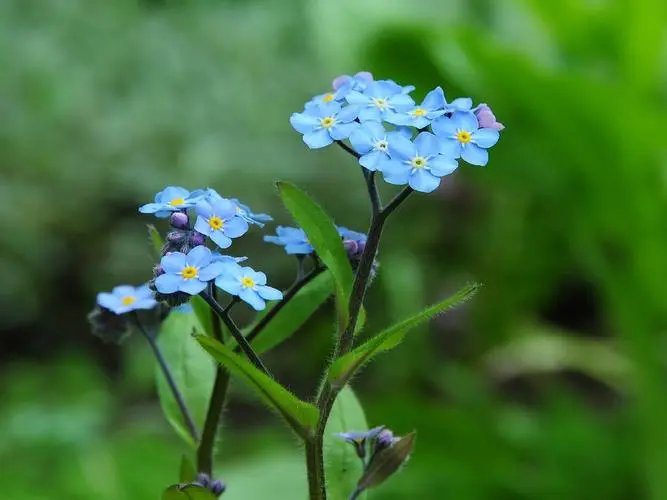 勿忘我鲜花养护-水润心田，记忆永恒，揭秘鲜花保鲜的水养秘籍与文化寓意！