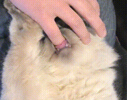 猫咪已经长大了，还当自己是一个宝宝，天天吸主人的手指