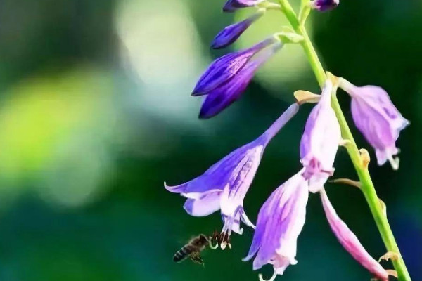 玉簪花是什么花