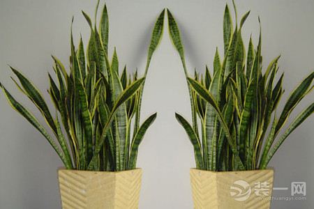 去甲醛植物