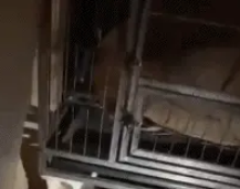 拆家的二哈不要扔，裹上鸡蛋液炸至金黄，隔壁的小孩馋哭了！