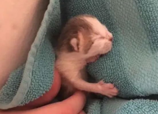 雨夜捡回一只小奶猫，为照顾小猫咪，男子连工作都不要了