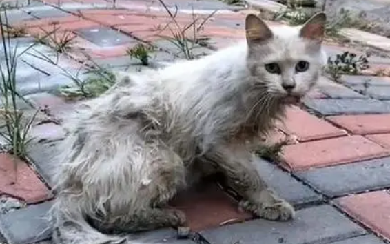 男子被流浪猫绊倒，投喂者赔24万