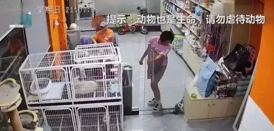 广东一女孩在宠物店推门夹死小猫，店主：已经约家长见面解决
