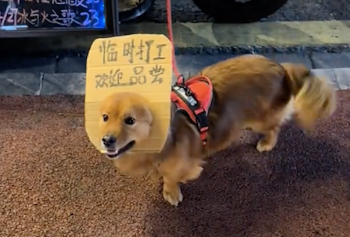 主人摆摊卖东西时，让狗狗当临时打工者帮忙