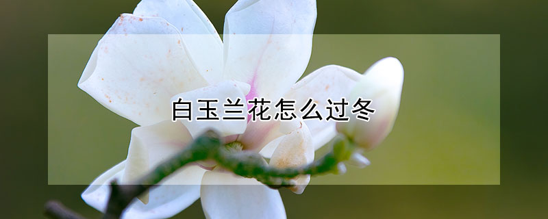 白玉兰花怎么过冬