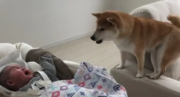 柴犬照顾小宝宝，比女主人还有耐心，哪个幼师学校毕业的？