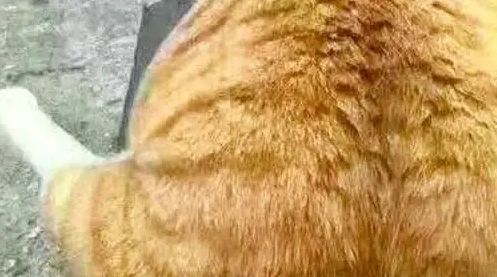 橘猫生下一窝崽子，唯独不待见这只奶猫！小奶猫老扎心了！