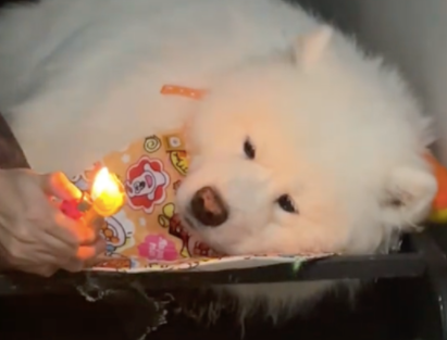 忘记今天是狗狗生日了，晚上临时给它弄了个简单仪式！