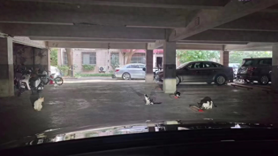 小区流浪猫有点多！看整改成效如何？记者回访