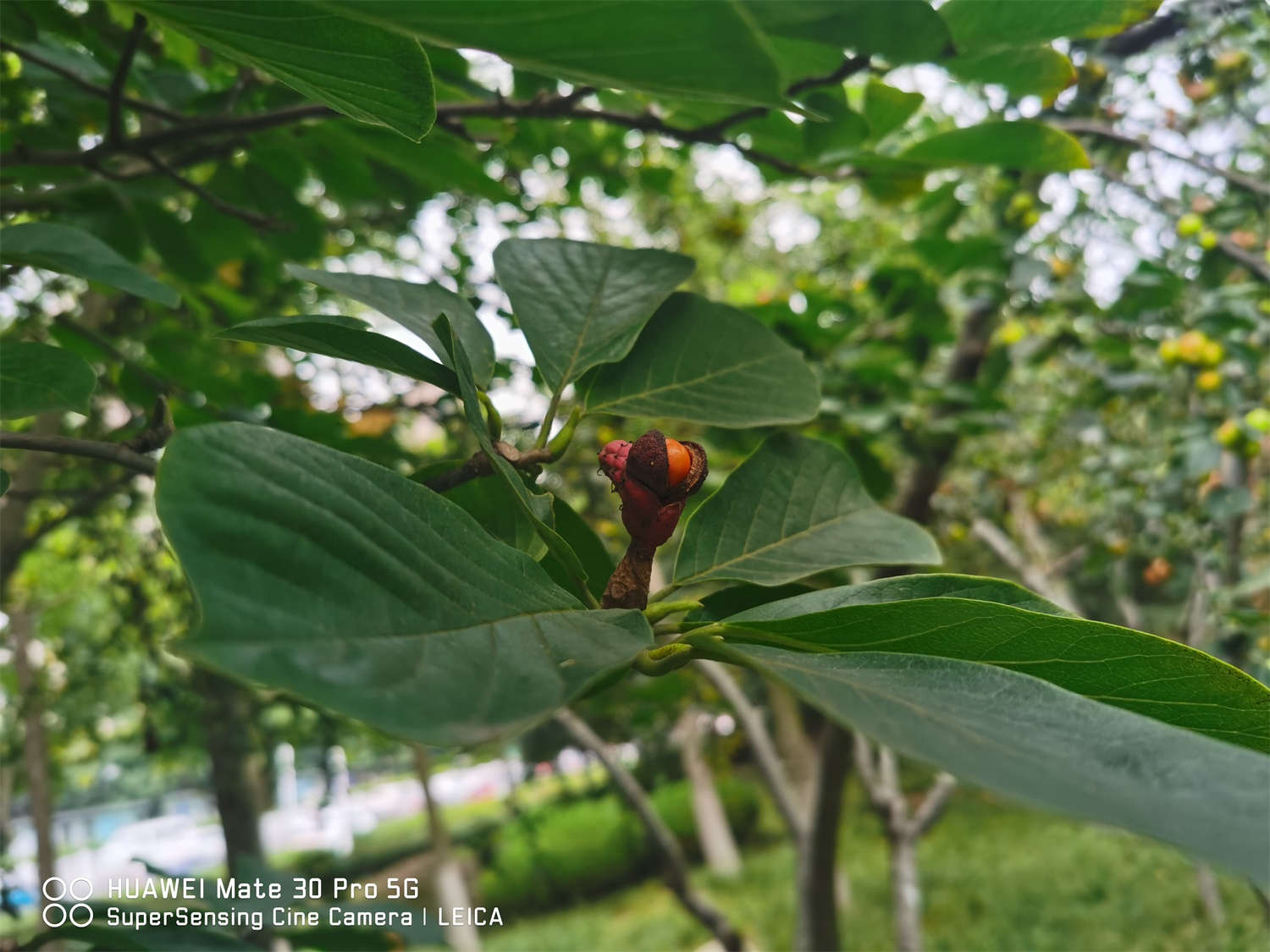 白兰花可以修剪吗