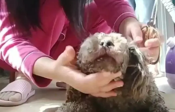 江苏一女子发现狗狗被捆住嘴巴，瞬间破口大骂，网友：你栓绳了吗