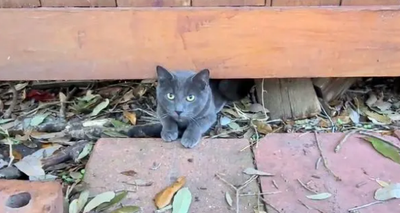 让流浪猫帮忙找丢失的猫，但有种猫靠不住，还可能更糟糕