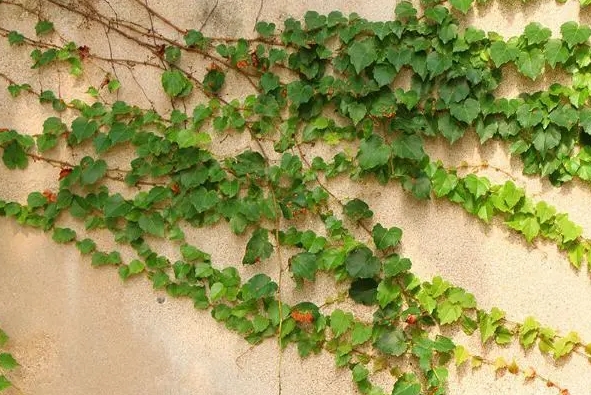 常春藤是爬山虎植物吗？从科属到习性都不同的两大明星绿植。