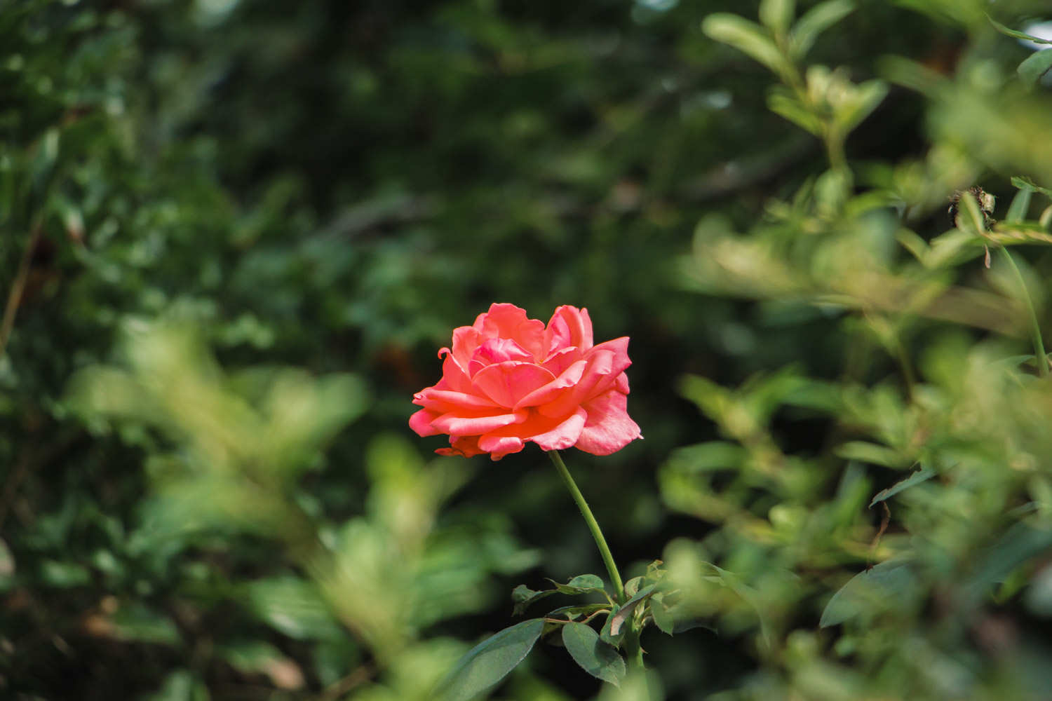 月季花生红蜘蛛怎么解决，怎么处理